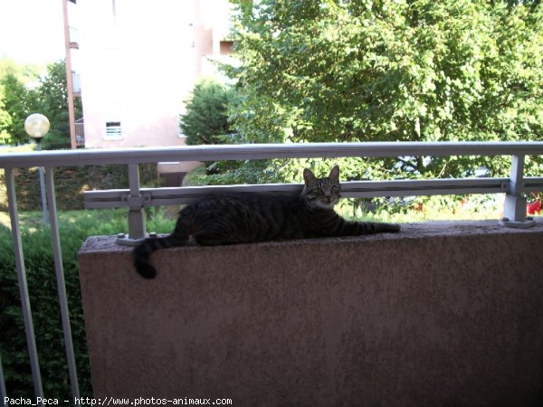 Photo de Chat domestique