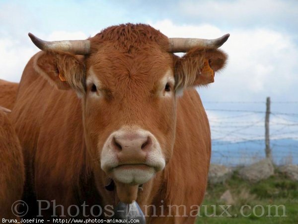 Photo de Vache