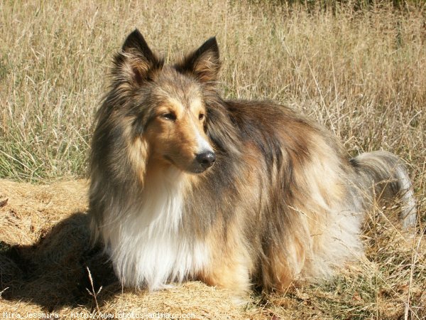 Photo de Chien de berger des shetland