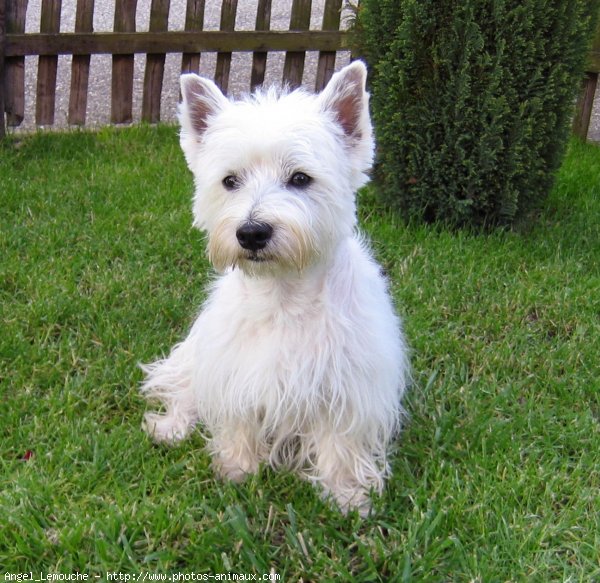 Photo de West highland white terrier