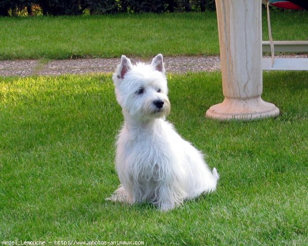 Photo de West highland white terrier