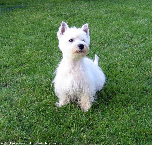 Photo de West highland white terrier