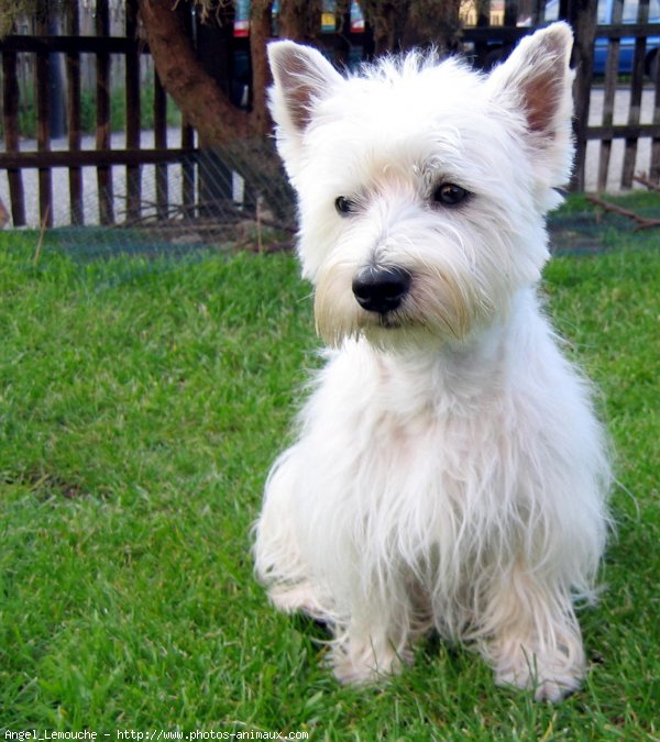 Photo de West highland white terrier