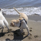 Photo de Berger blanc suisse