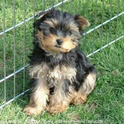 Photo de Yorkshire terrier