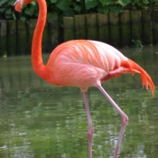 Photo de Flamand rose