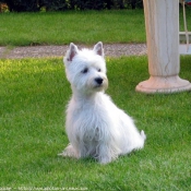 Photo de West highland white terrier