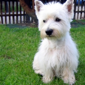 Photo de West highland white terrier