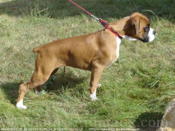 Photo de Boxer