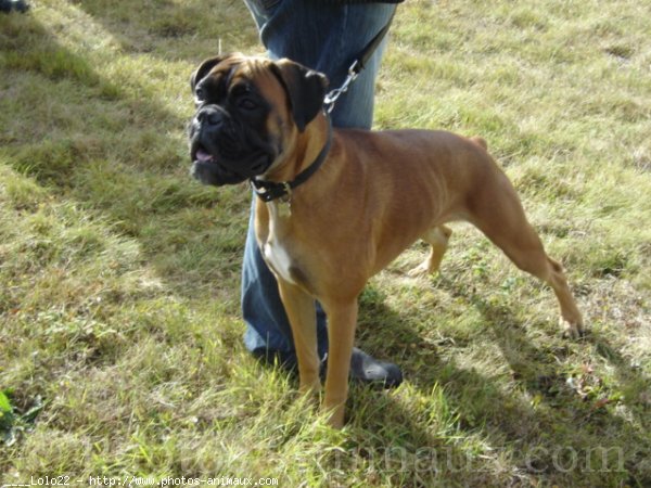 Photo de Boxer