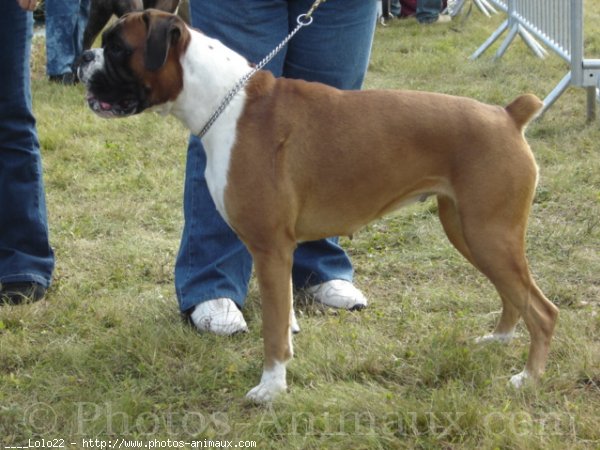 Photo de Boxer