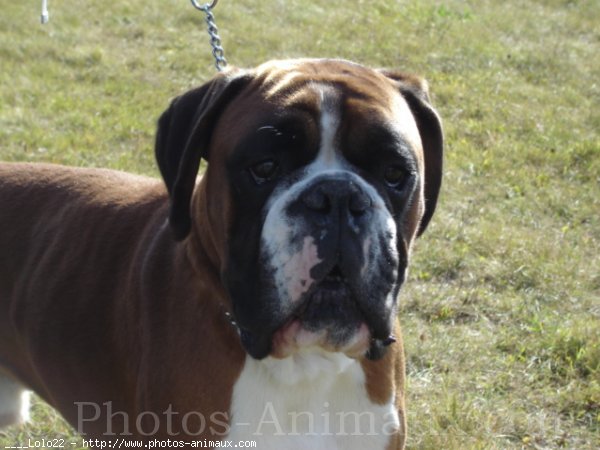 Photo de Boxer