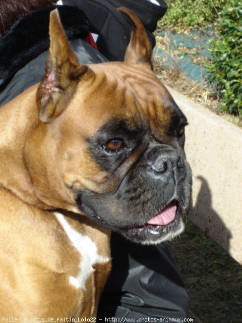 Photo de Boxer