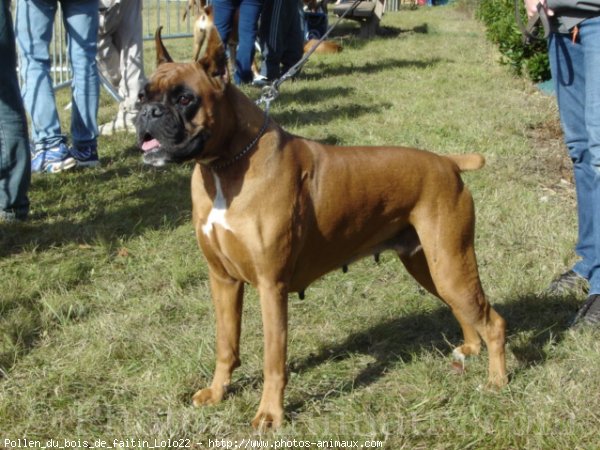 Photo de Boxer