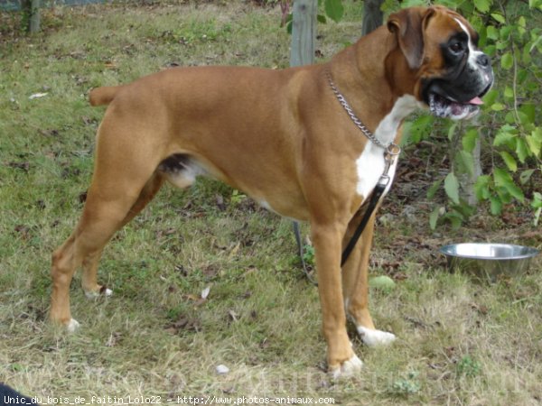 Photo de Boxer