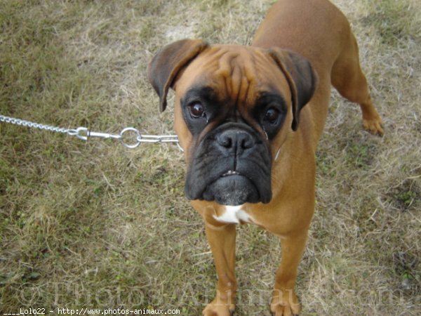 Photo de Boxer