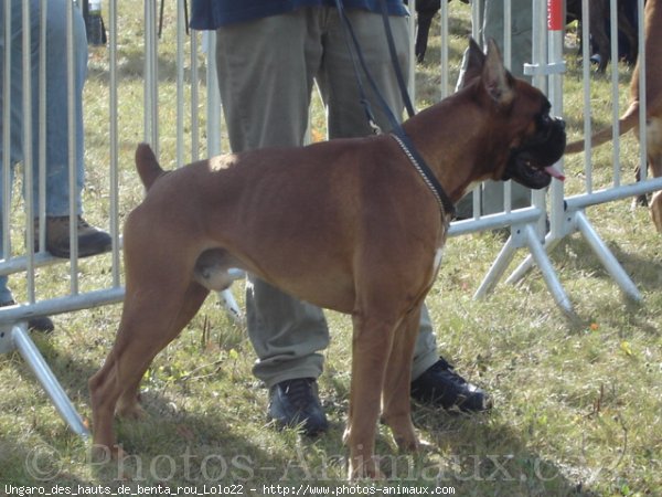 Photo de Boxer