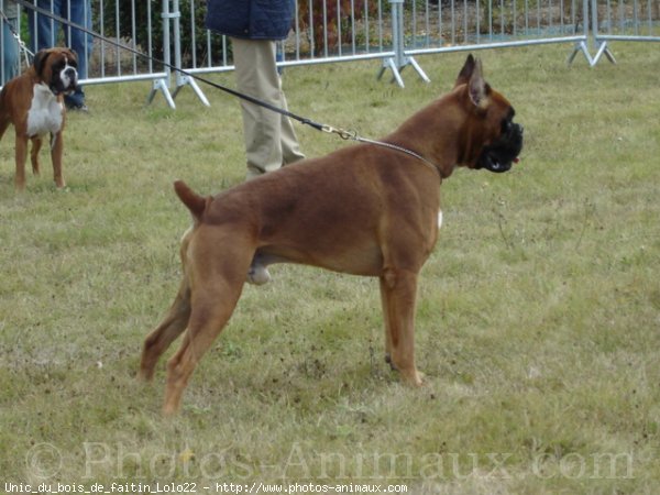 Photo de Boxer