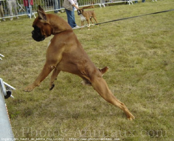 Photo de Boxer