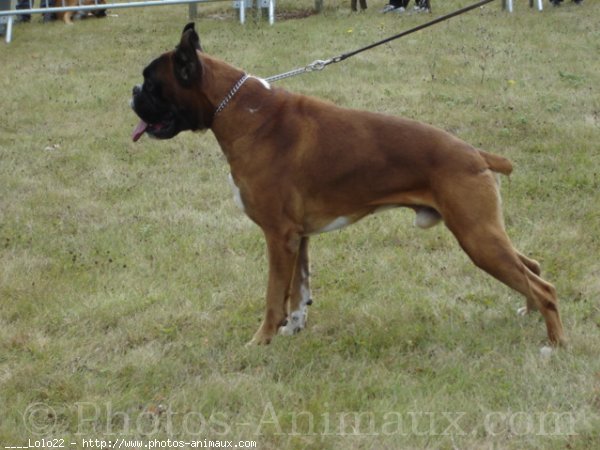 Photo de Boxer