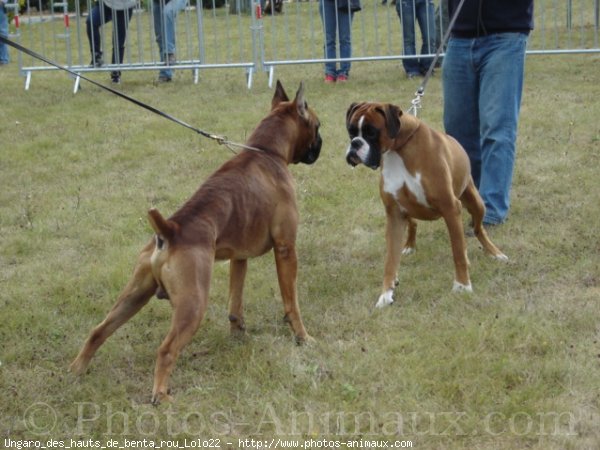 Photo de Boxer