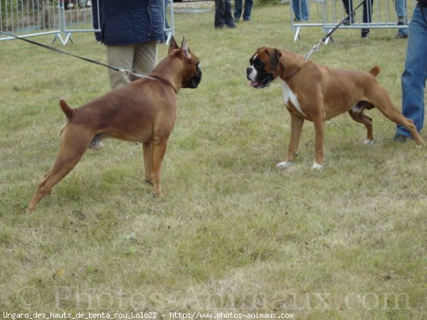 Photo de Boxer