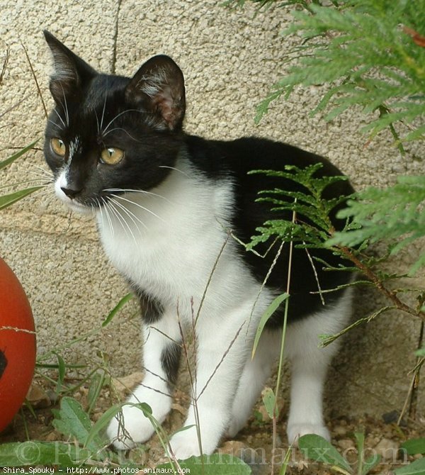 Photo de Chat domestique