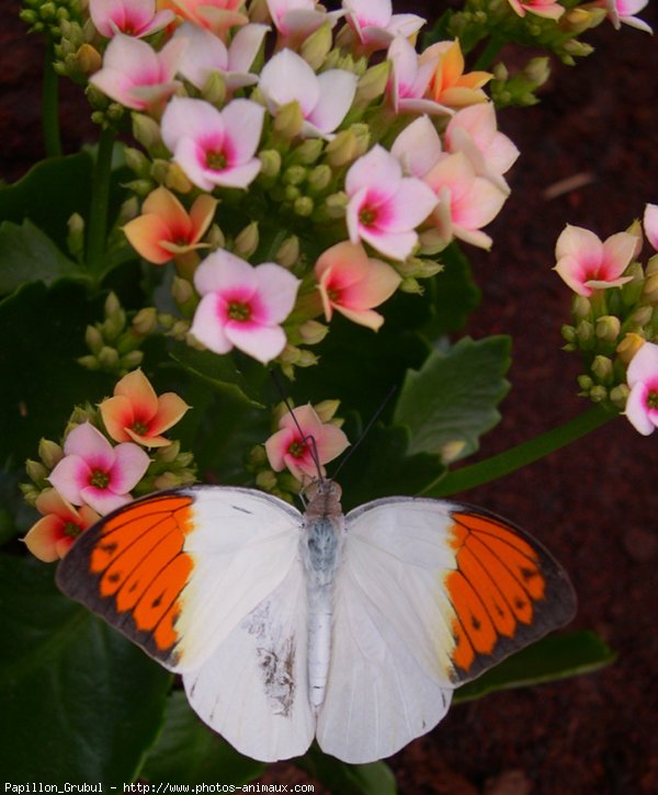 Photo de Papillon