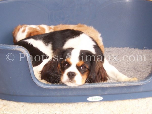 Photo de Cavalier king charles spaniel