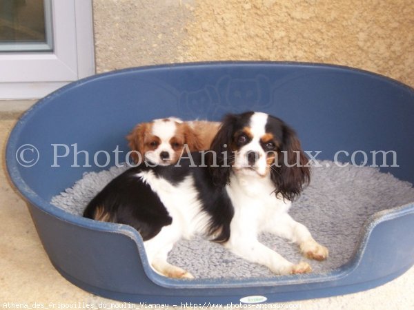 Photo de Cavalier king charles spaniel