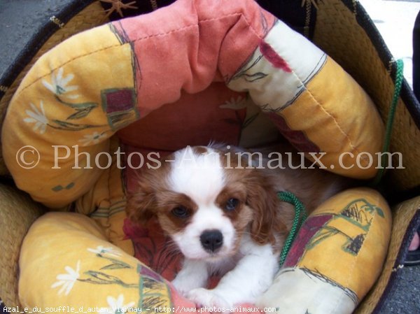 Photo de Cavalier king charles spaniel