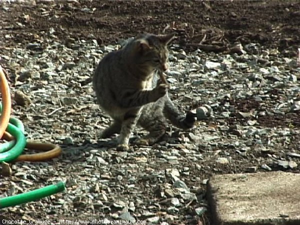 Photo de Chat domestique