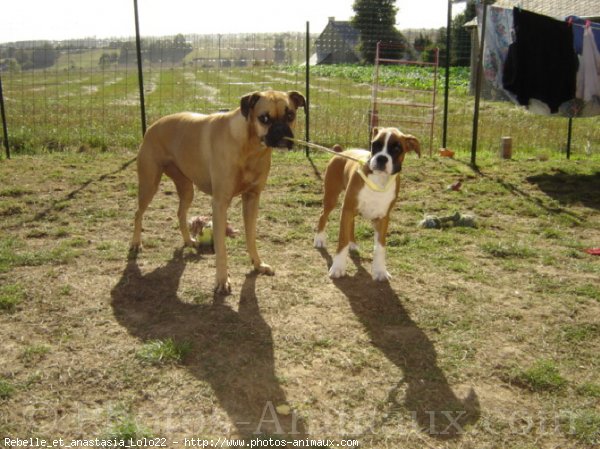 Photo de Boxer