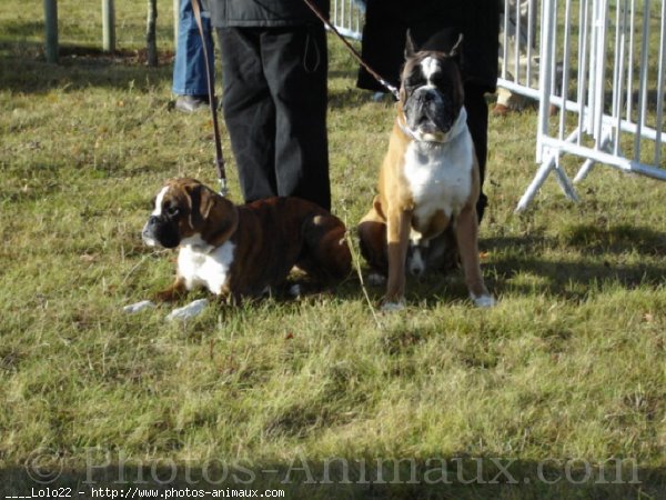 Photo de Boxer