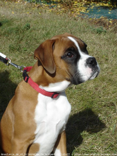 Photo de Boxer