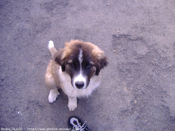 Photo de Saint-bernard poil long