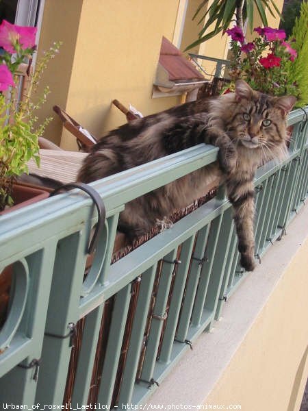 Photo de Maine coon