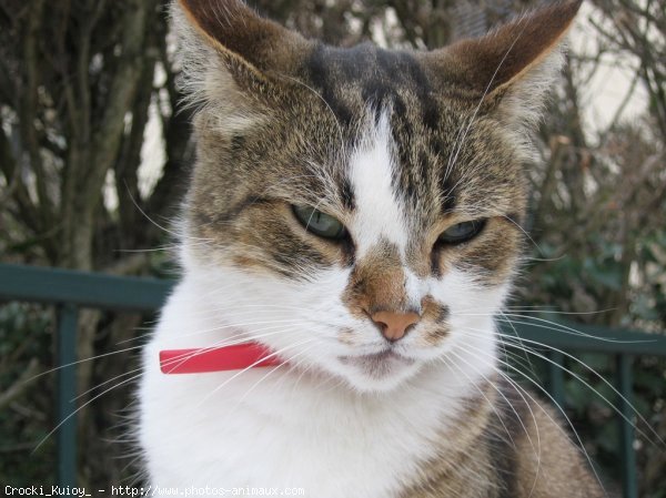 Photo de Chat domestique