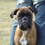 Photo de Boxer