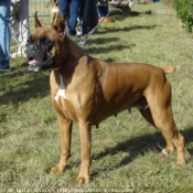 Photo de Boxer