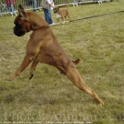 Photo de Boxer