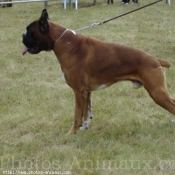 Photo de Boxer