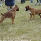 Photo de Boxer