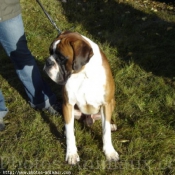 Photo de Boxer