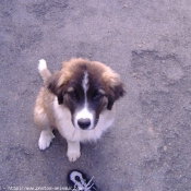 Photo de Saint-bernard poil long