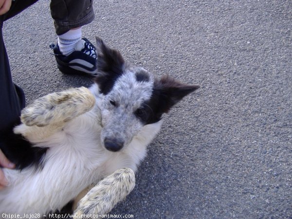 Photo de Border collie