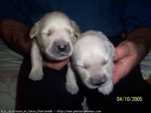 Photo de Golden retriever