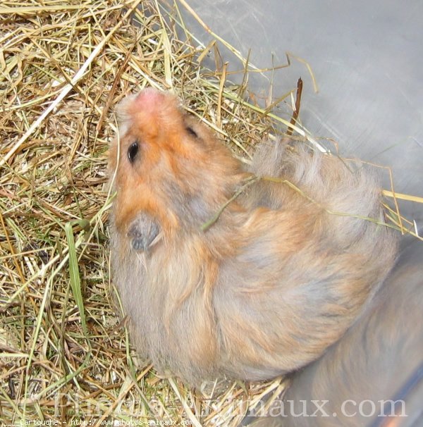 Photo de Hamster