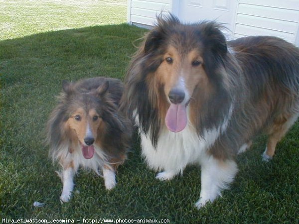 Photo de Chien de berger des shetland