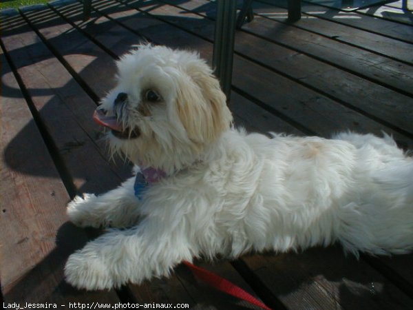 Photo de Lhassa apso